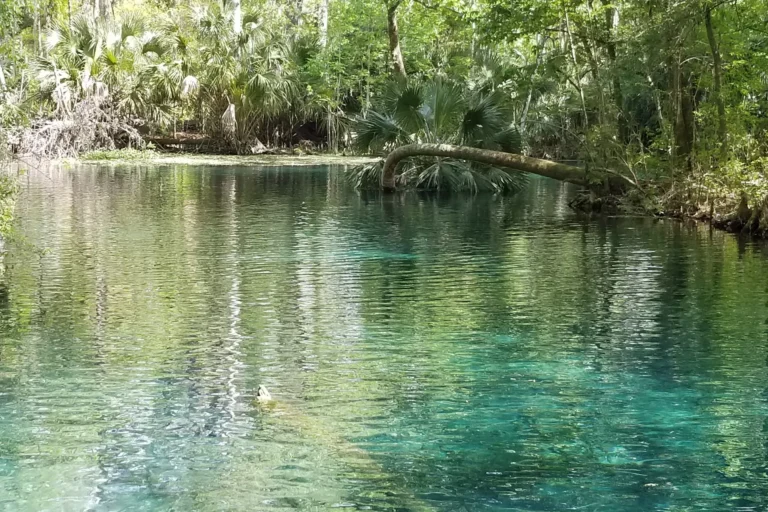 Spring da Flórida com águas verde-azuladas transparentes e tronco de árvore caído sobre a água